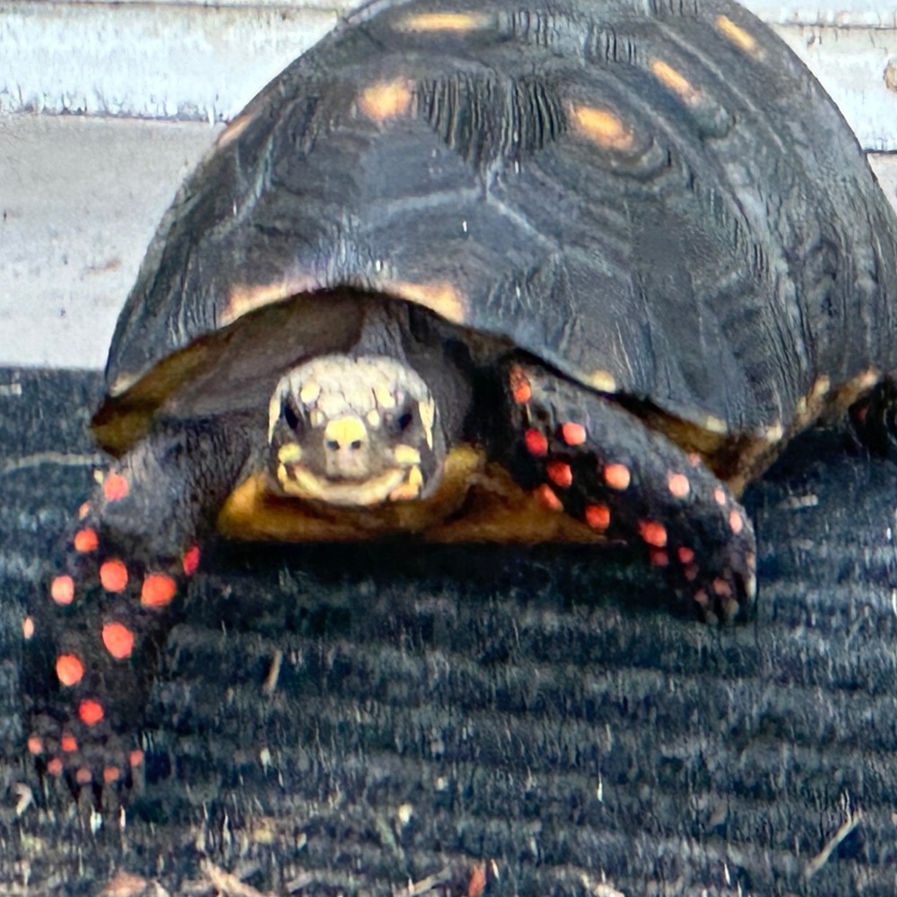 FOLLOW ME Instagram @BUNNYRFT 🐢 my 11 Redfoot tortoises - so far! I hatched 3!